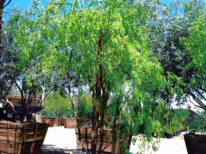 Prosopis glandulosa